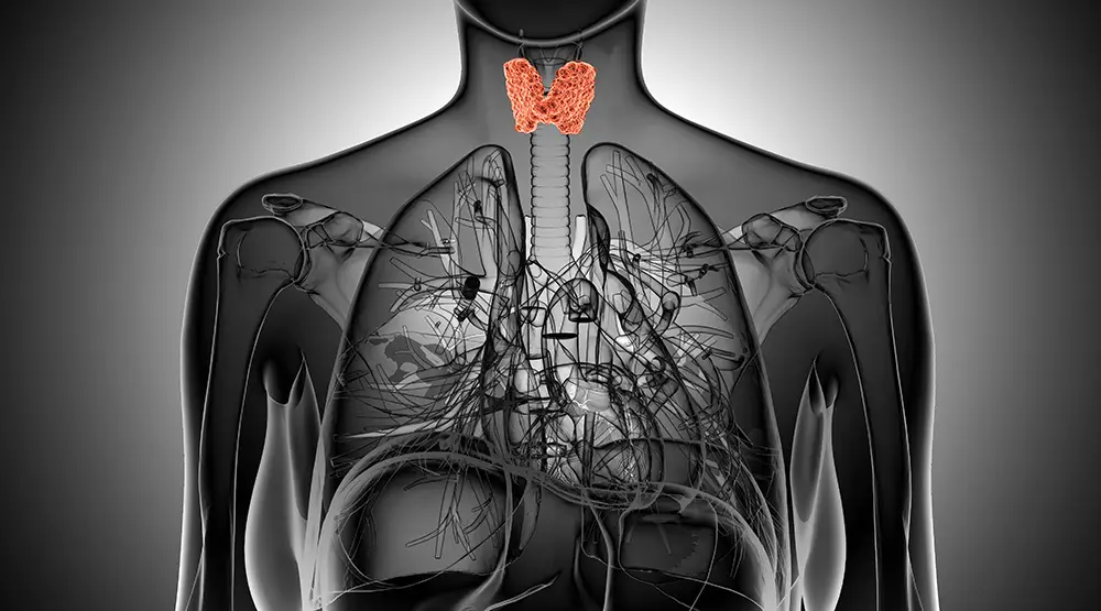 Illustration showing location of thyroid in orange set against a gray background